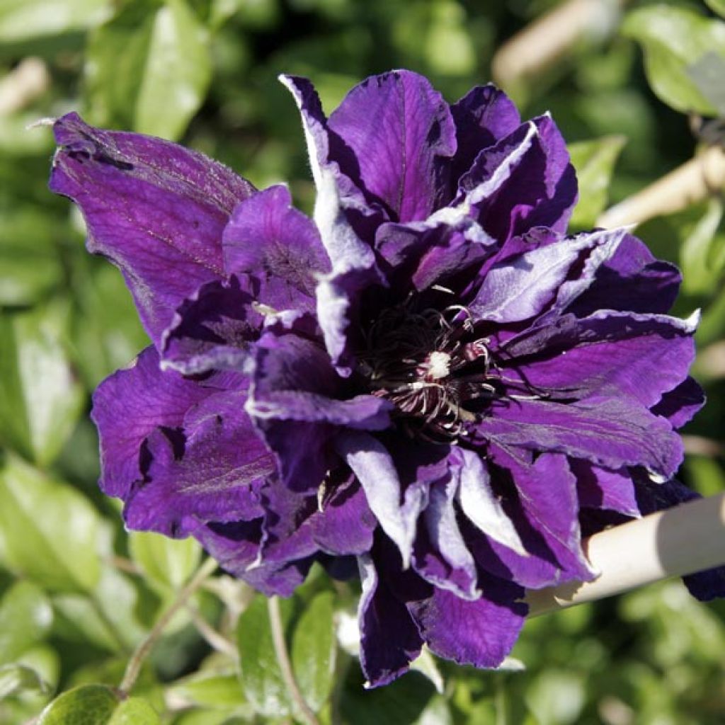 Clematis Shin-Shigyoku