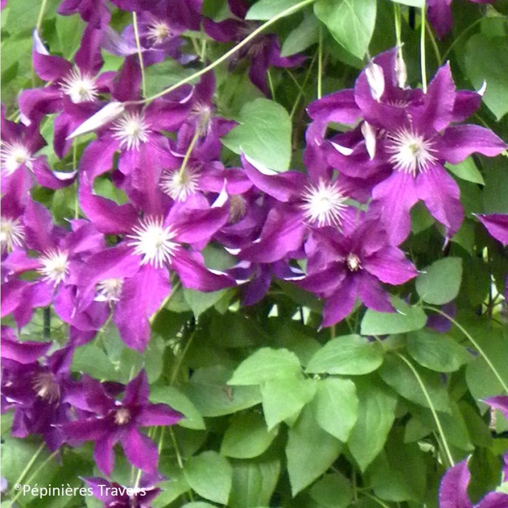 Clematis Vostock