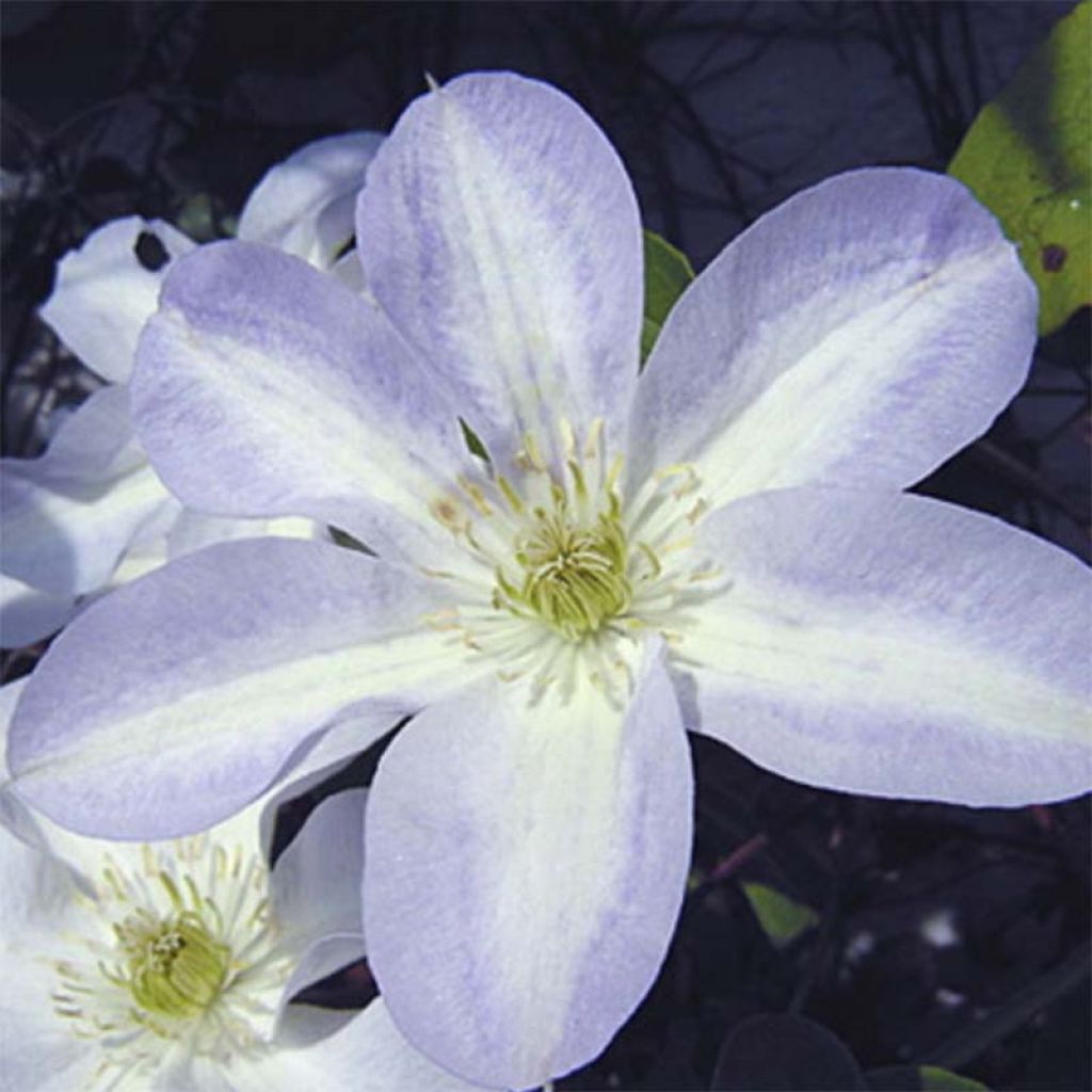 Clematis Yukikomachi