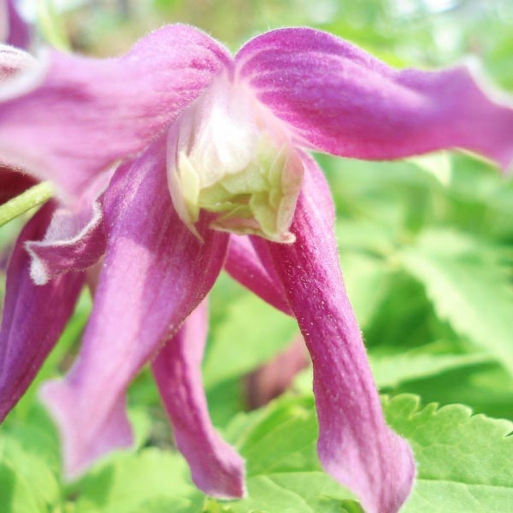 Clematis alpina Ruby