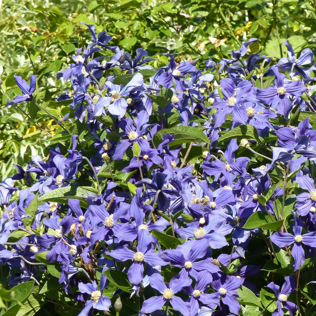 Clematis integrifolia Durandii