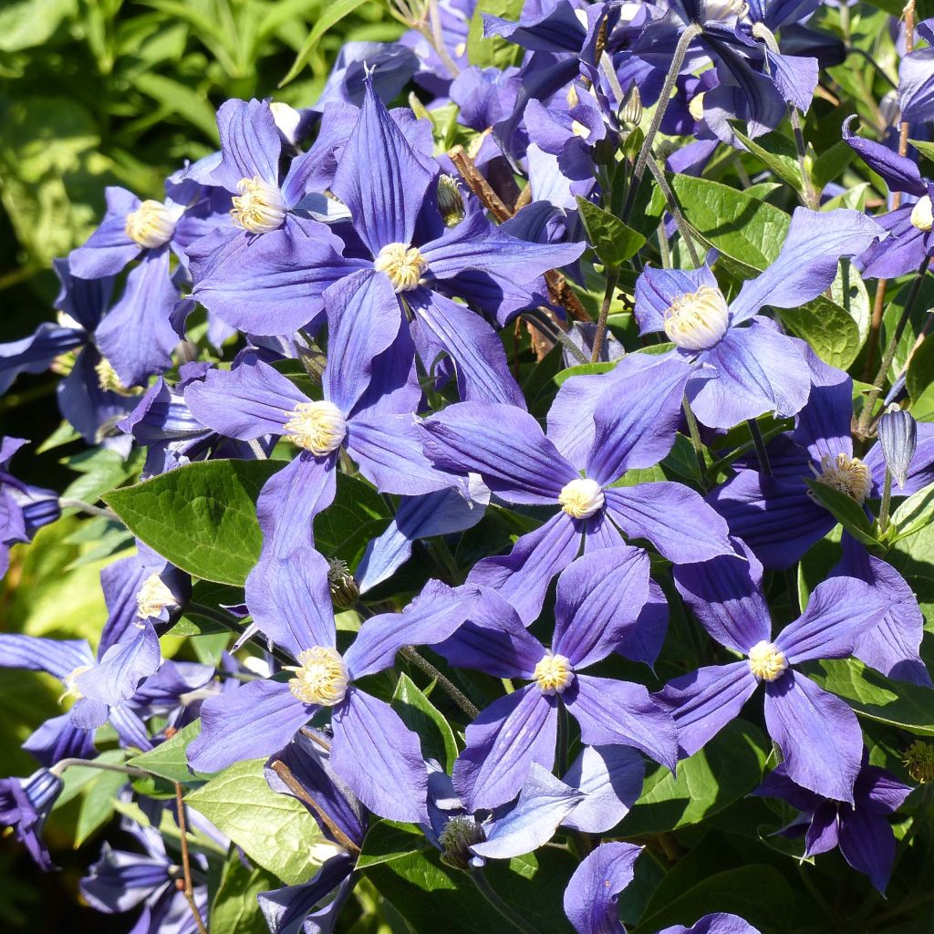 Clematis integrifolia Durandii