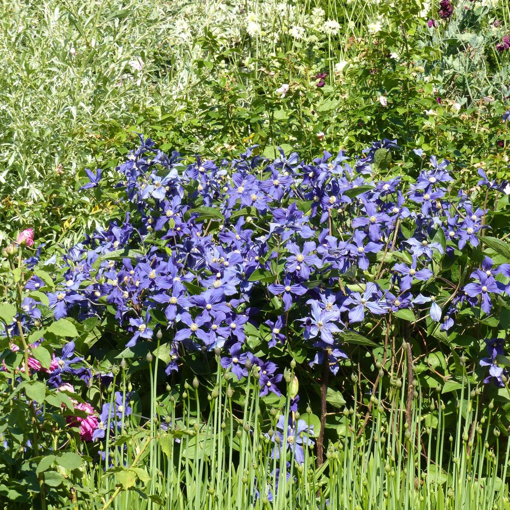 Clematis integrifolia Durandii