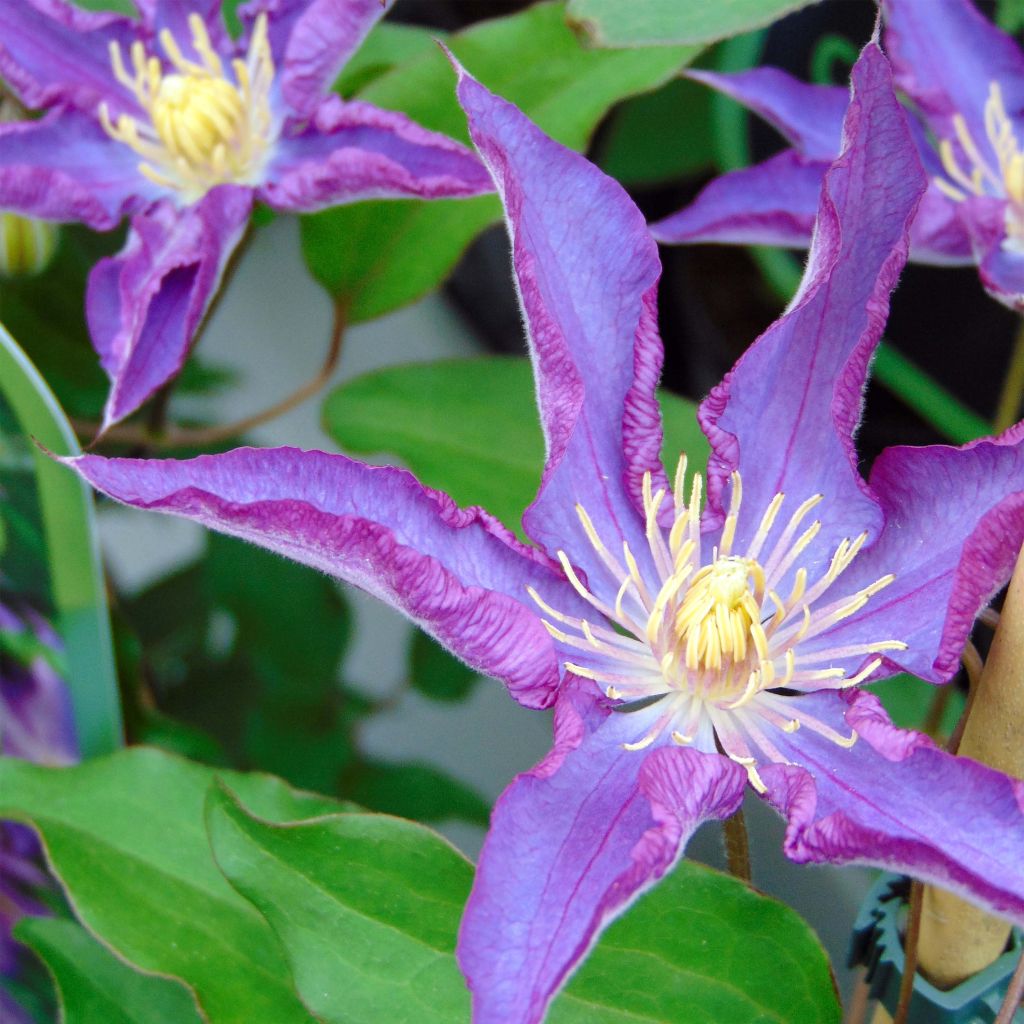 Clematis Palette