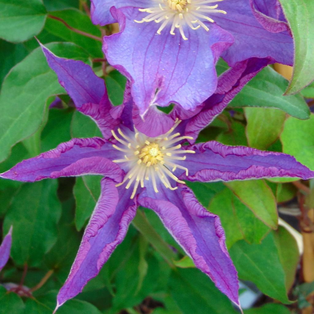 Clematis Palette