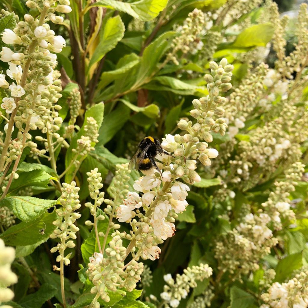 Clethra alnifolia Anne Bidwell - Arbusto de la pimienta dulce