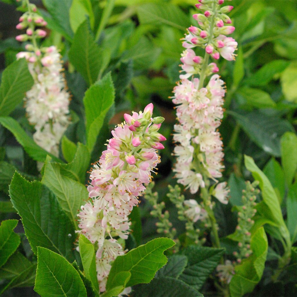 Clethra alnifolia Rosea - Arbusto de la pimienta dulce