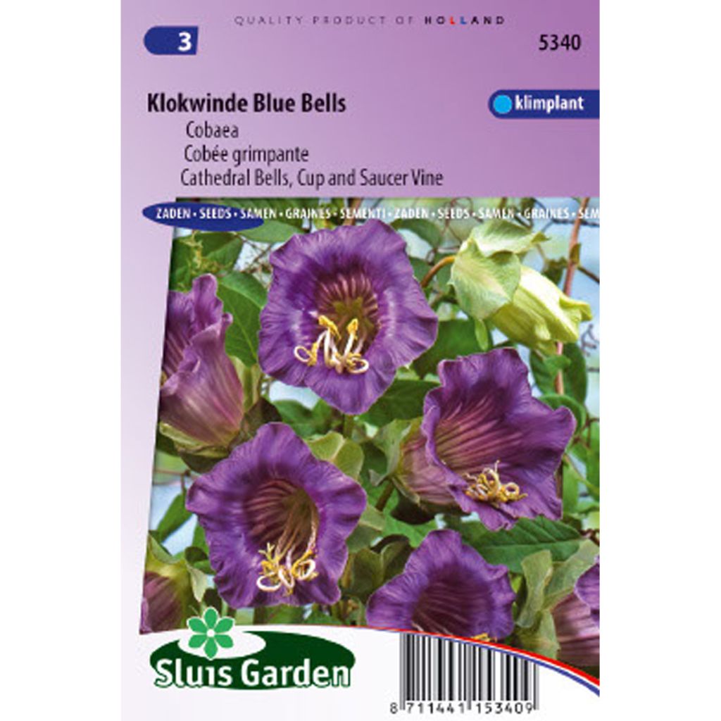 Cobea scandens Violet Blue Bells - Yedra morada de México