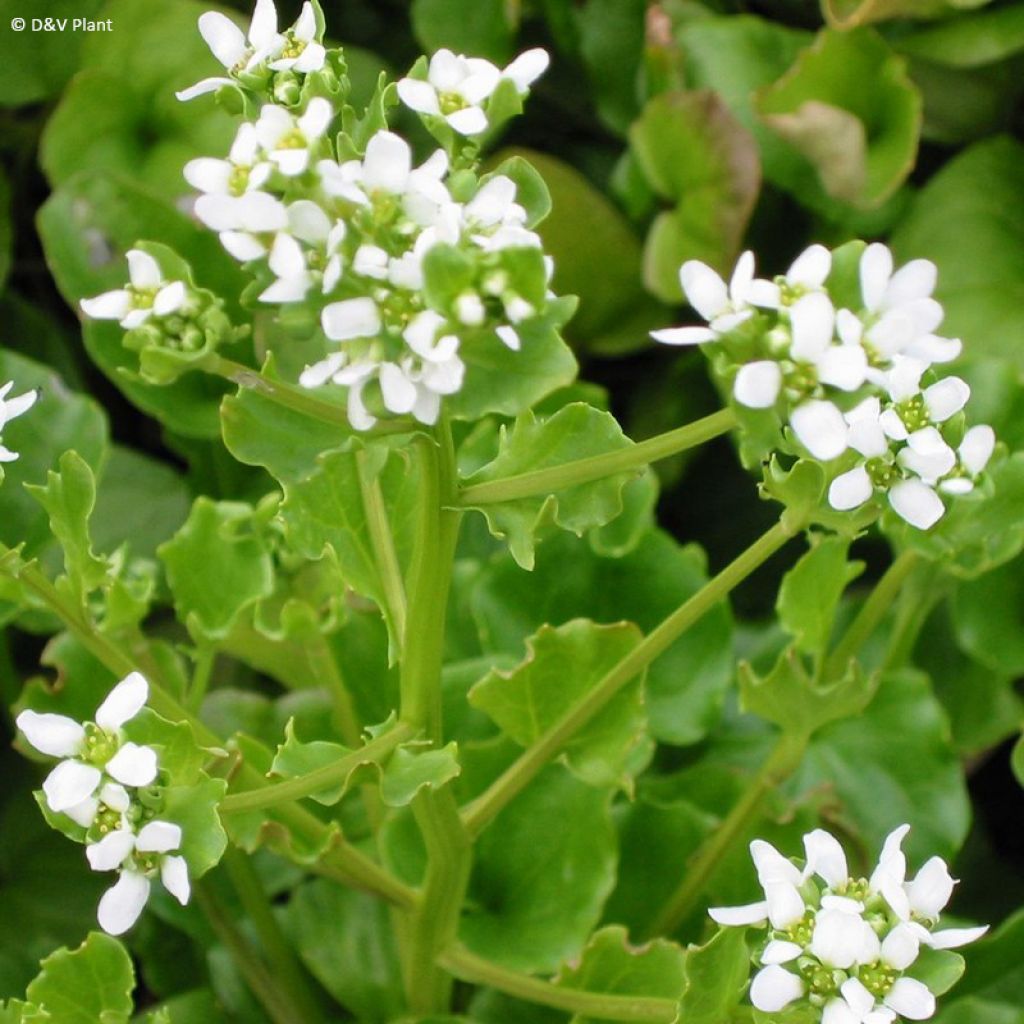 Coclearia - Cochlearia officinalis