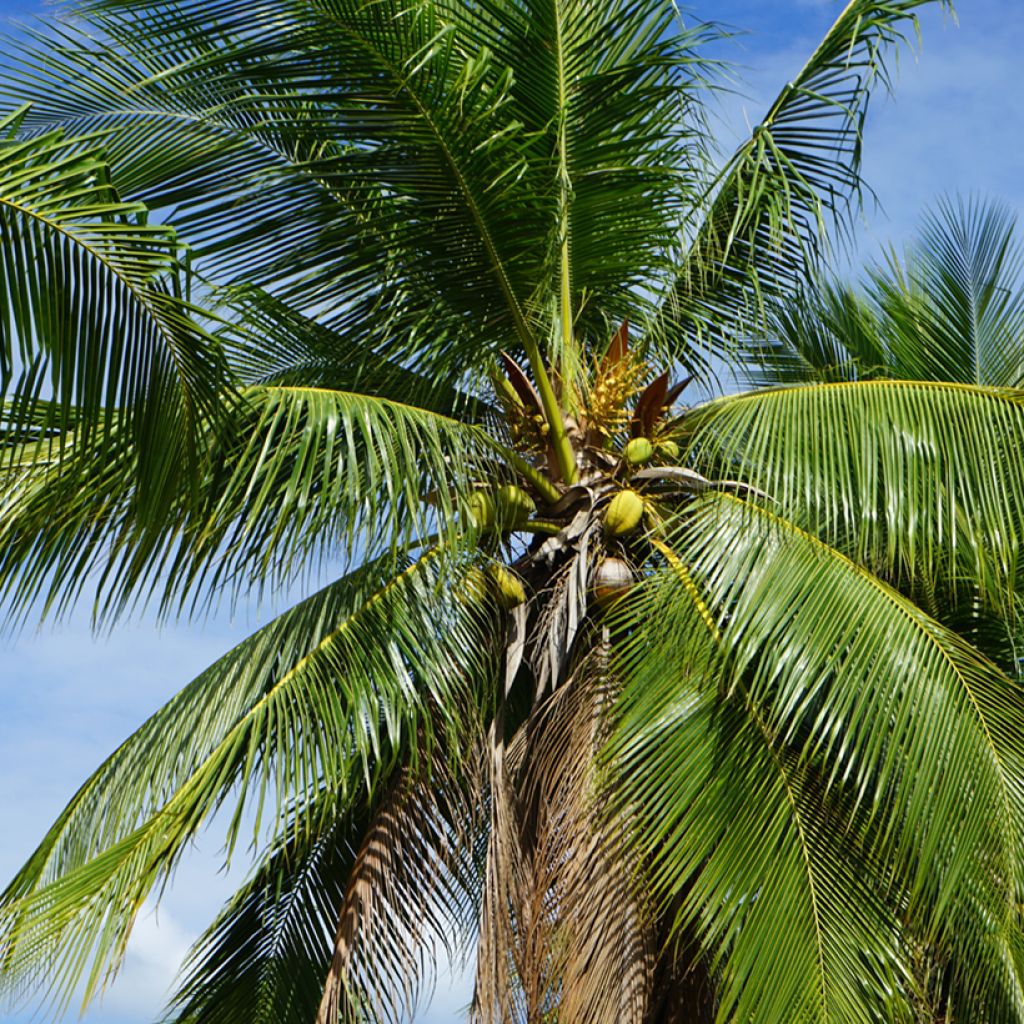 Cocos nucifera - Cocotero