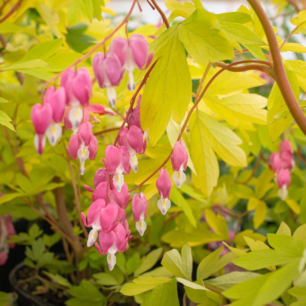 Dicentra spectabilis Yellow Leaf