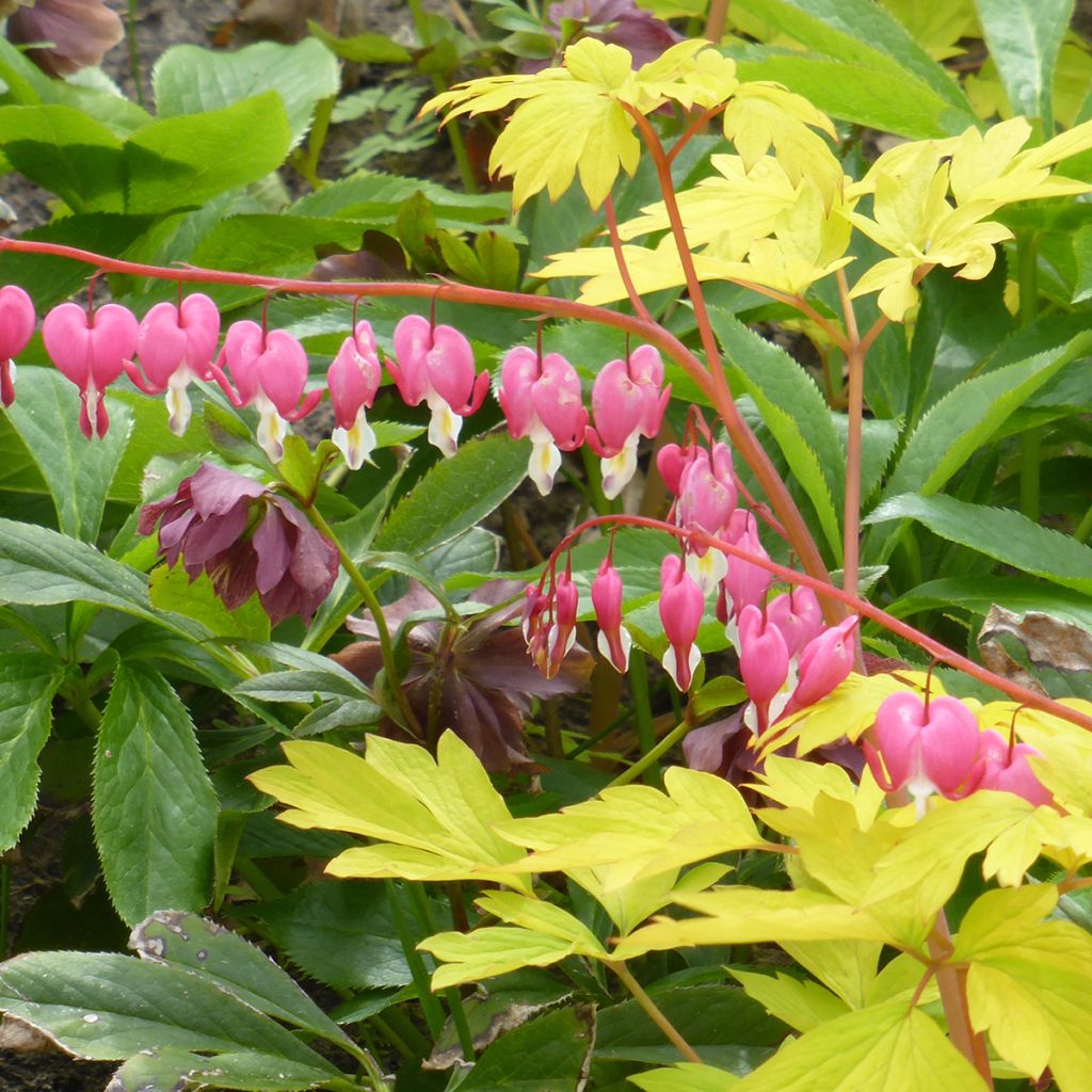 Dicentra spectabilis Yellow Leaf