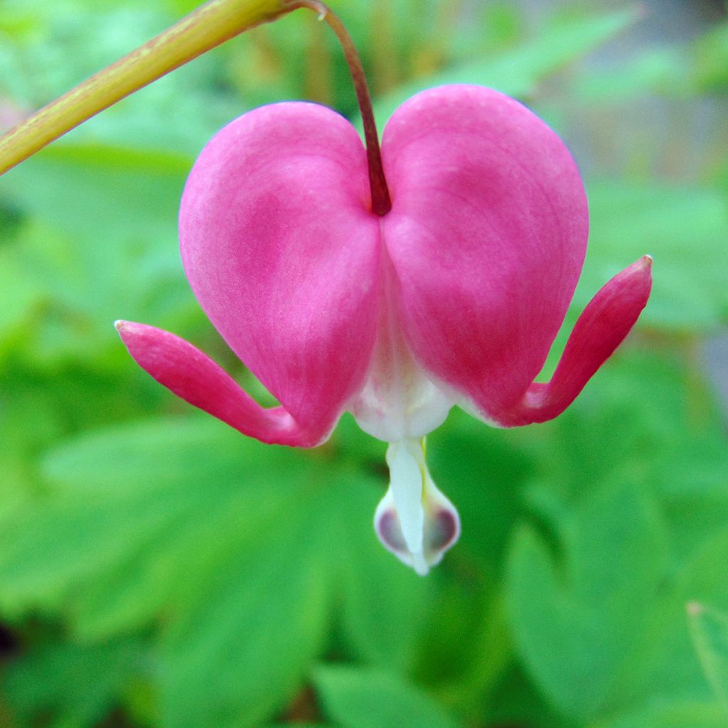 Dicentra spectabilis - Flores en el corazón