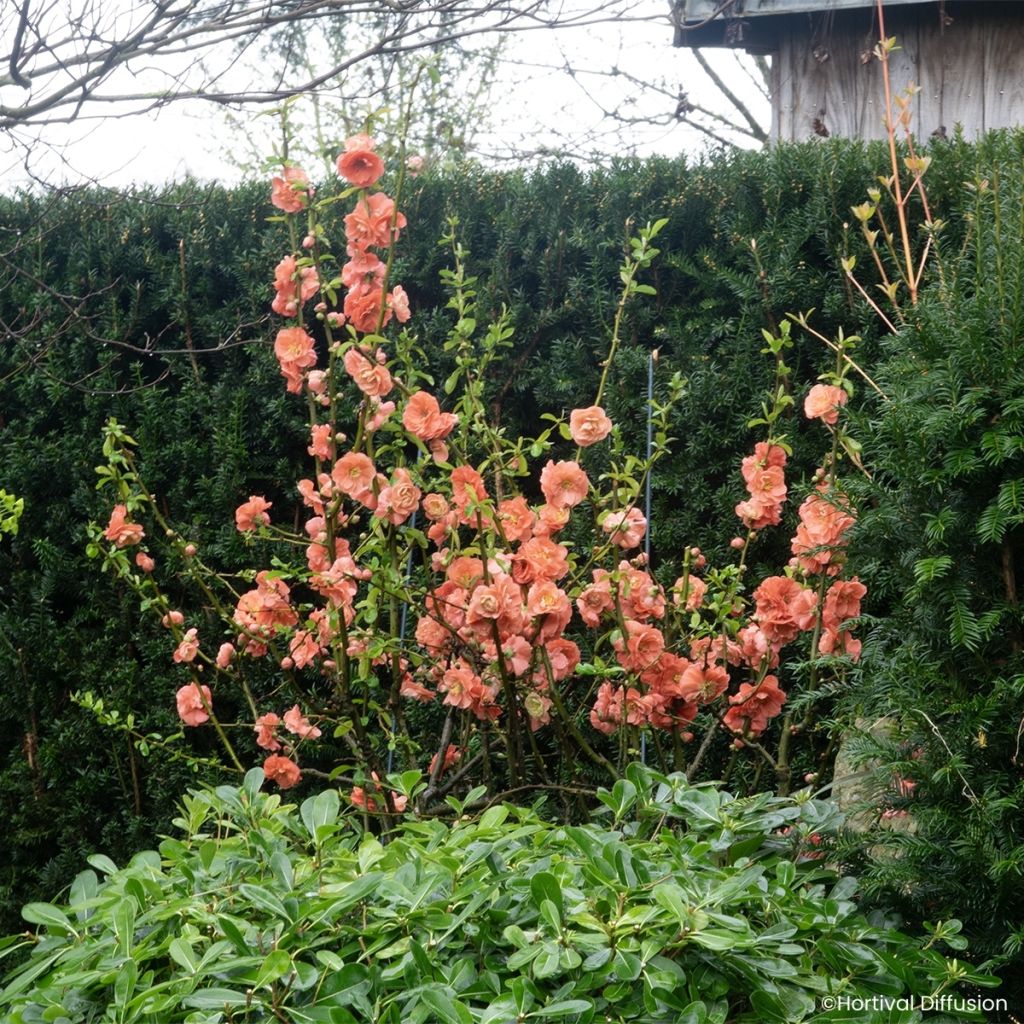 Chaenomeles speciosa Double Delice Passion - Membrillero del Japón