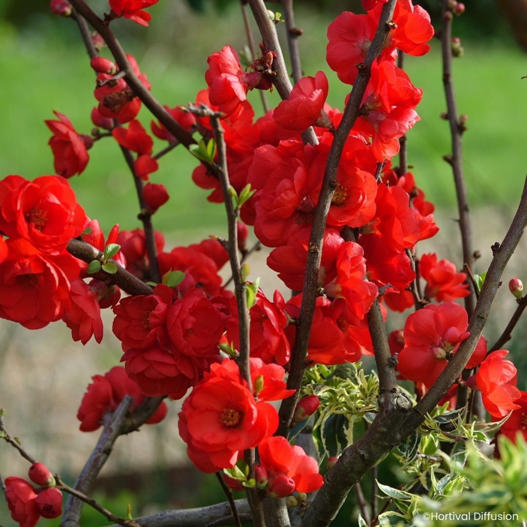 Chaenomeles speciosa Double Delice Rouge Baiser - Membrillero del Japón