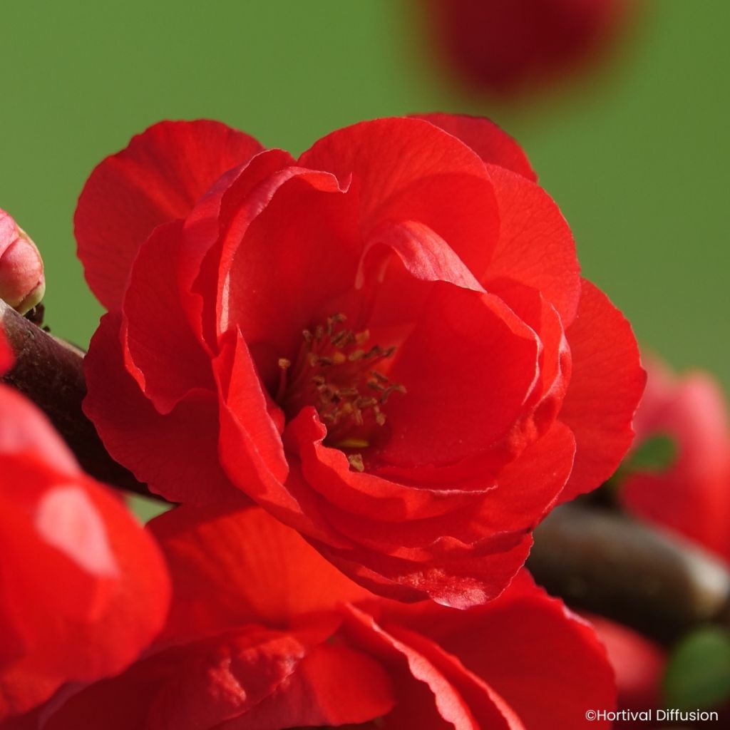 Chaenomeles speciosa Double Delice Rouge Baiser - Membrillero del Japón