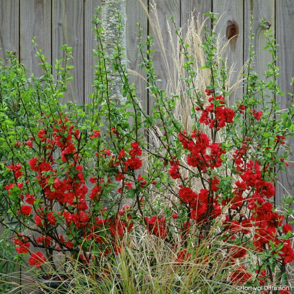 Chaenomeles speciosa Double Delice Rouge Baiser - Membrillero del Japón