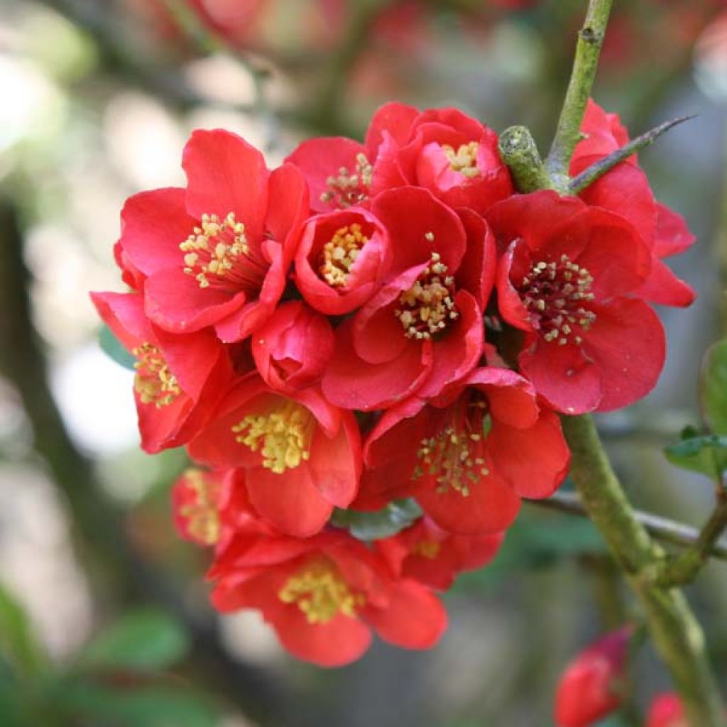 Cognassier du Japon Fire dance - Chaenomeles speciosa