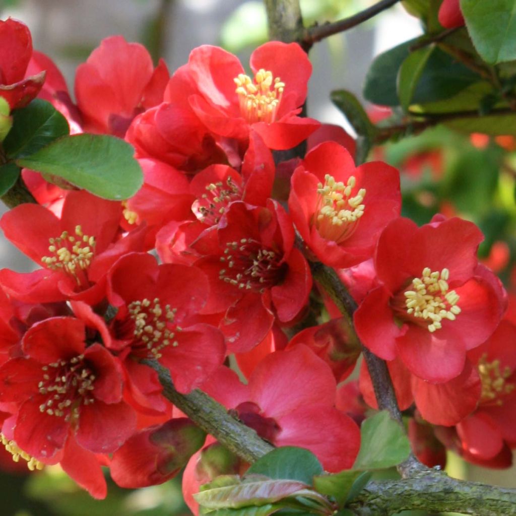 Cognassier du Japon Fire dance - Chaenomeles speciosa