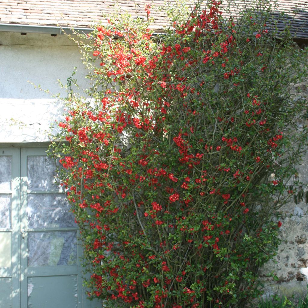 Cognassier du Japon Fire dance - Chaenomeles speciosa