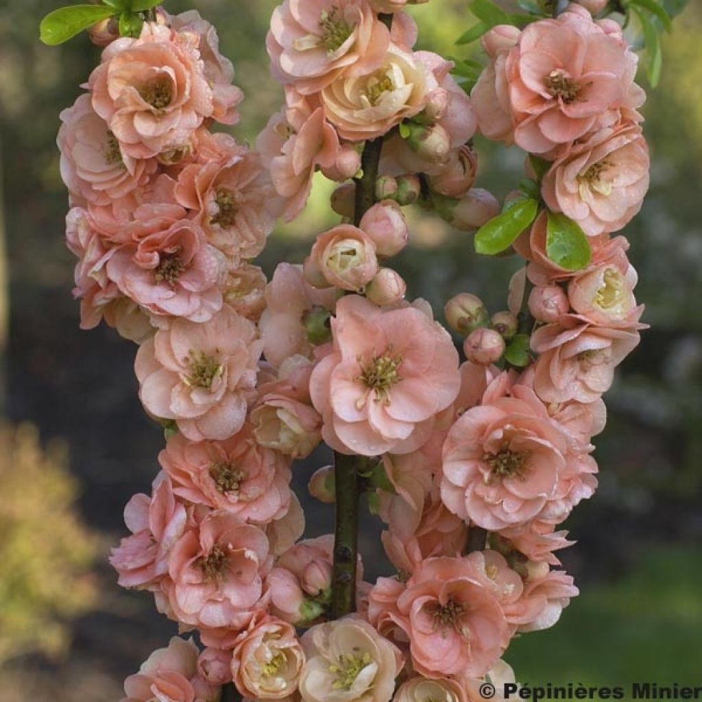 Membrillero del Japón Cameo - Chaenomeles speciosa