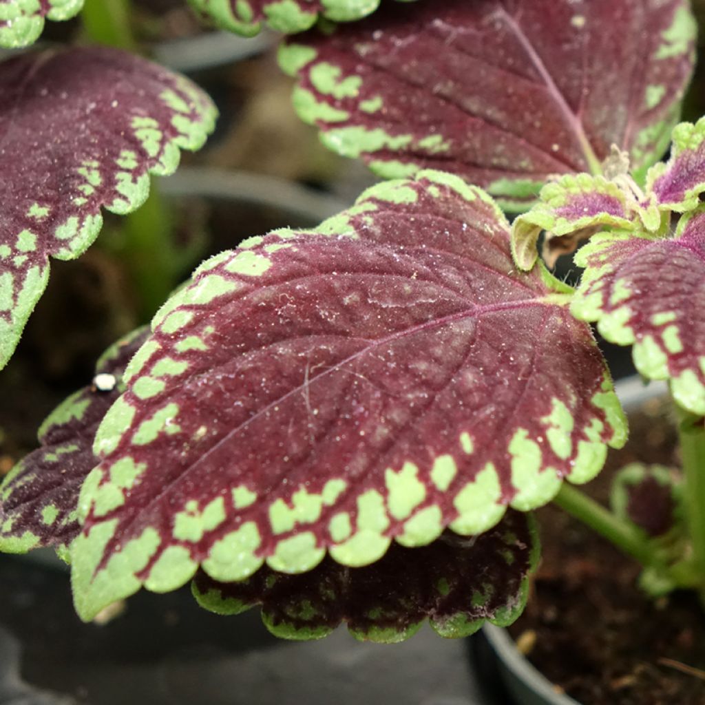 Cóleo MS Abbey Road - Coleus 