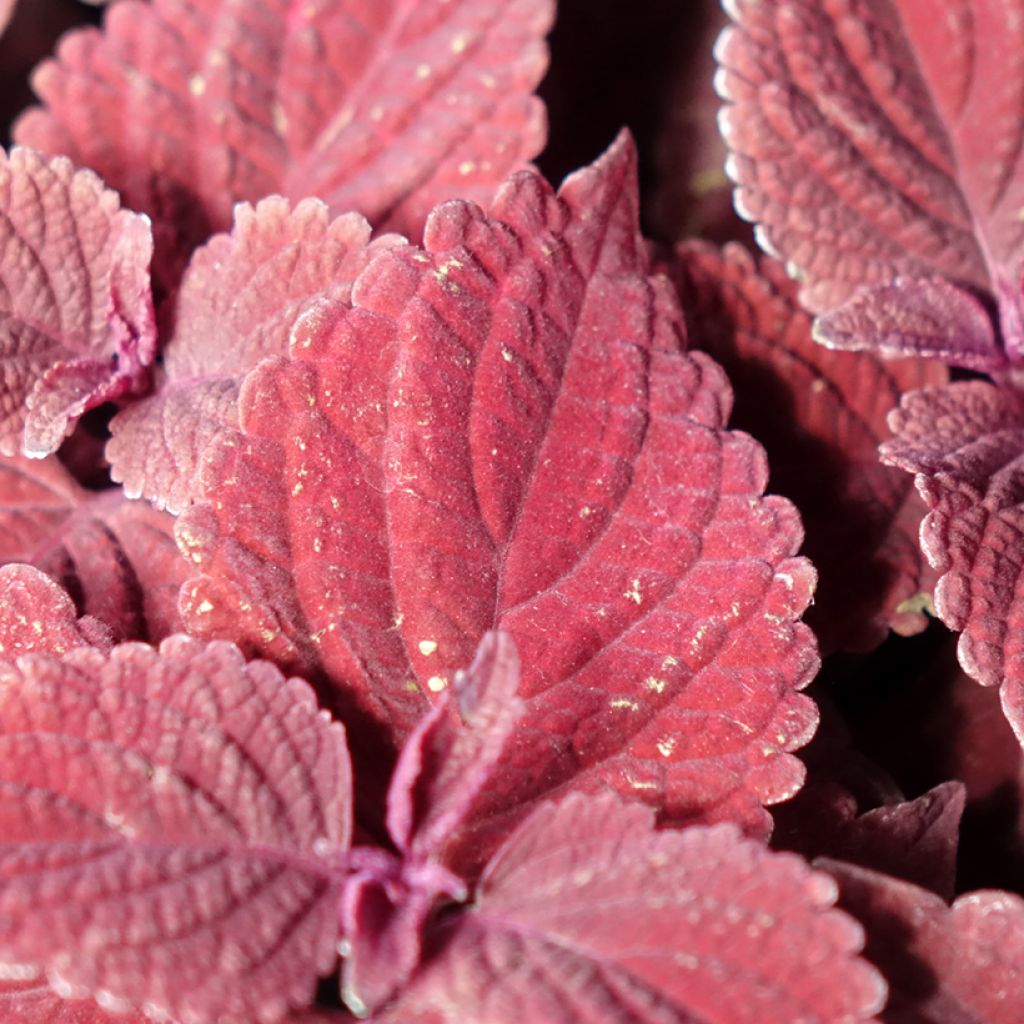 Cóleo MS Second Street - Coleus 