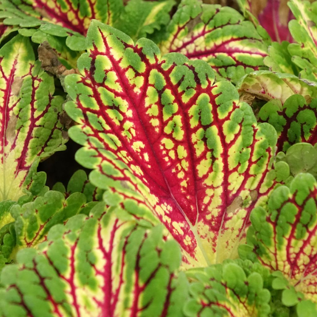 Cóleo Spacecake - Coleus 