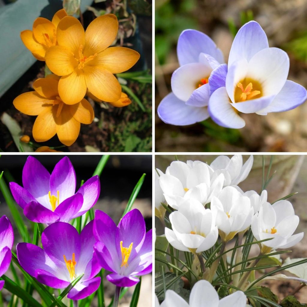 Colección de 115 Crocus Botánicos