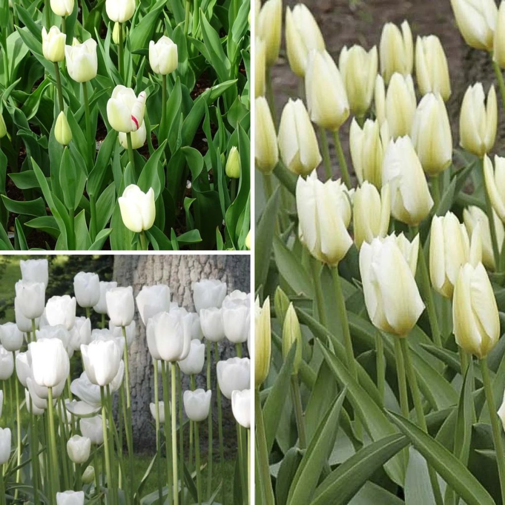 Colección 2 meses de Tulipanes Blancos