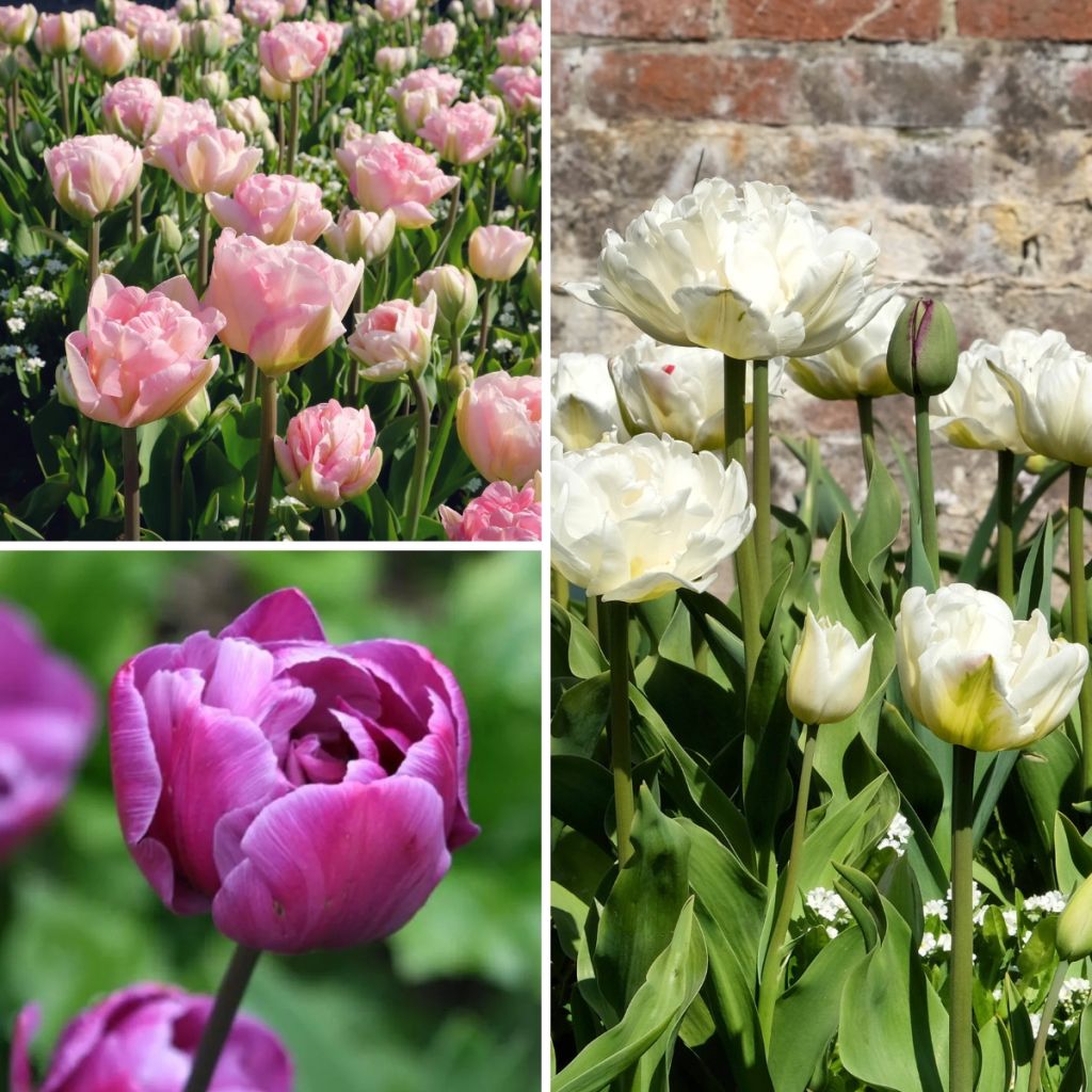 Armonía de Tulipanes Bellas de Mayo