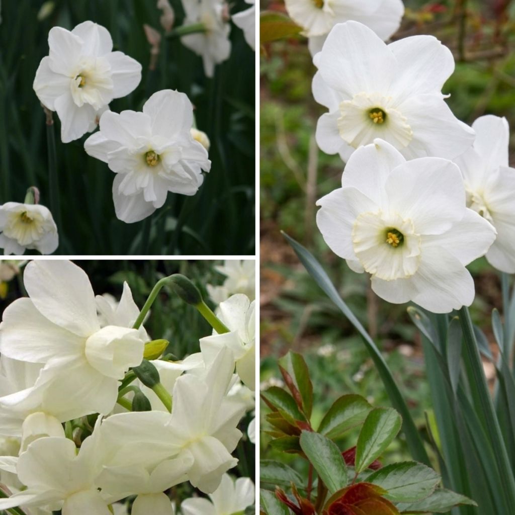 Colección de narcisos blancos
