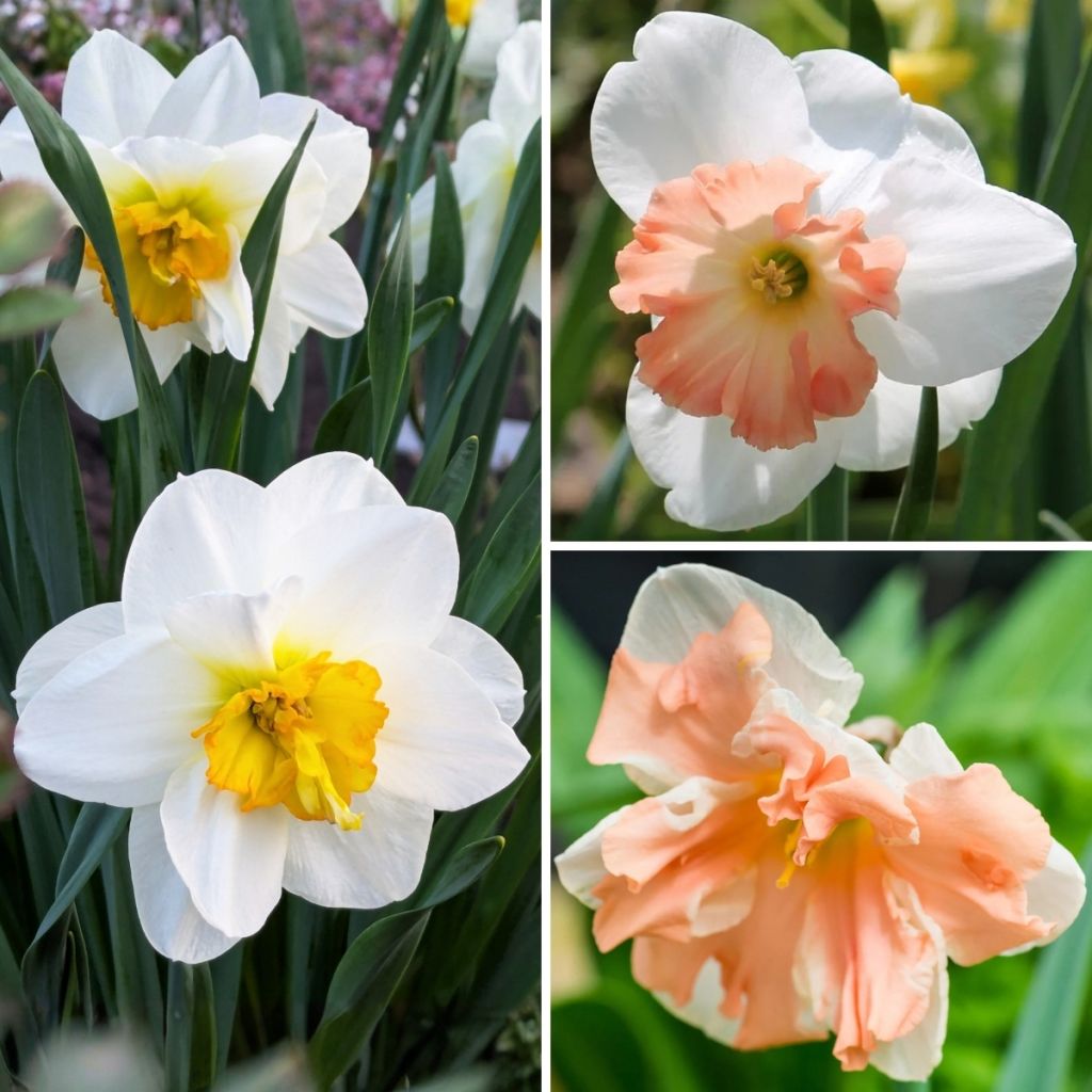 Colección Narcisos Mariposa