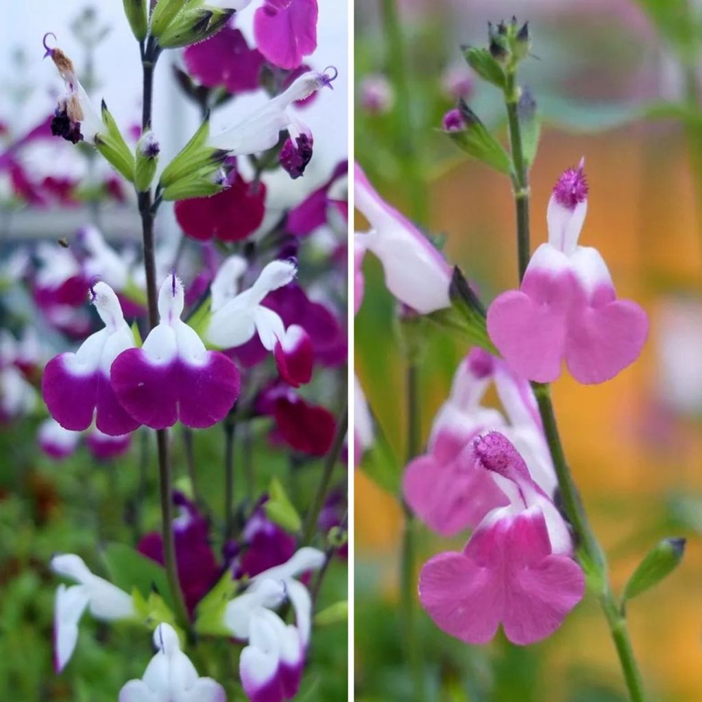 Colección salvia arbustiva Lips