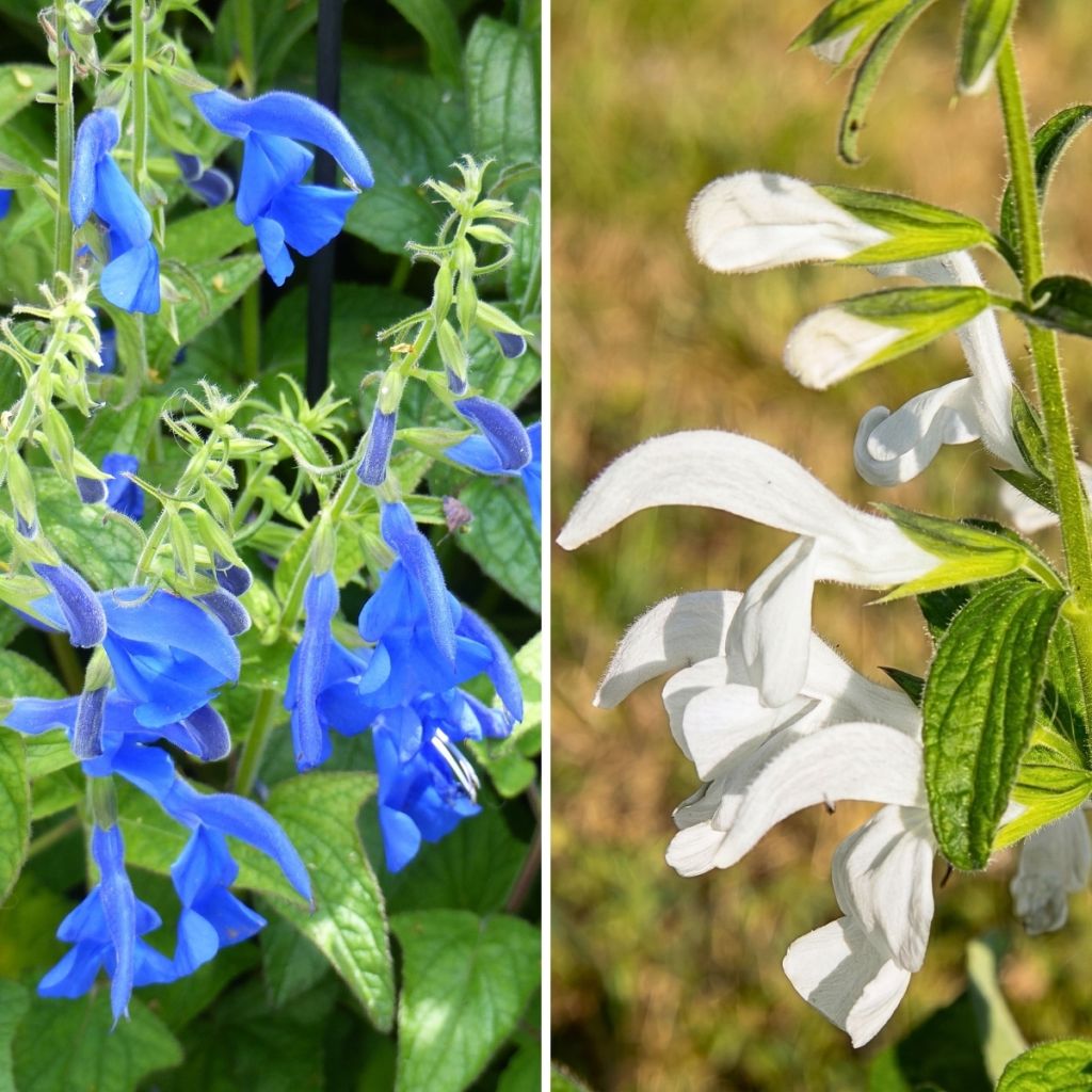 Colección de salvias exóticas blanco/azul