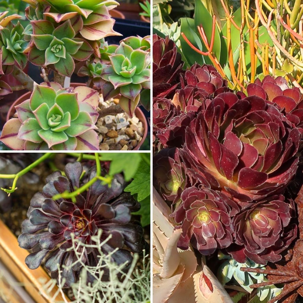 Colección Aeoniums