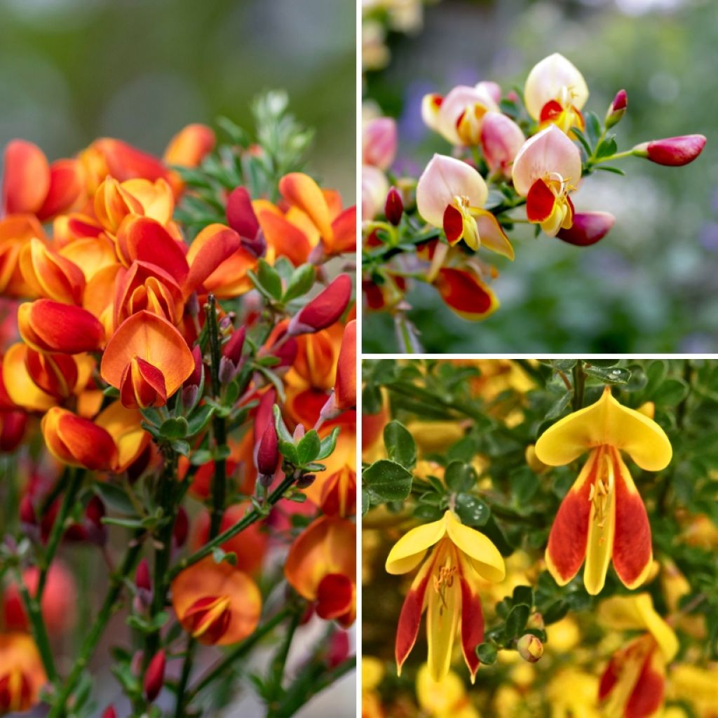 Colección de Retamas - Cytisus scoparius