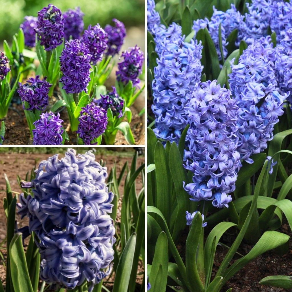 Colección Jacintos azules