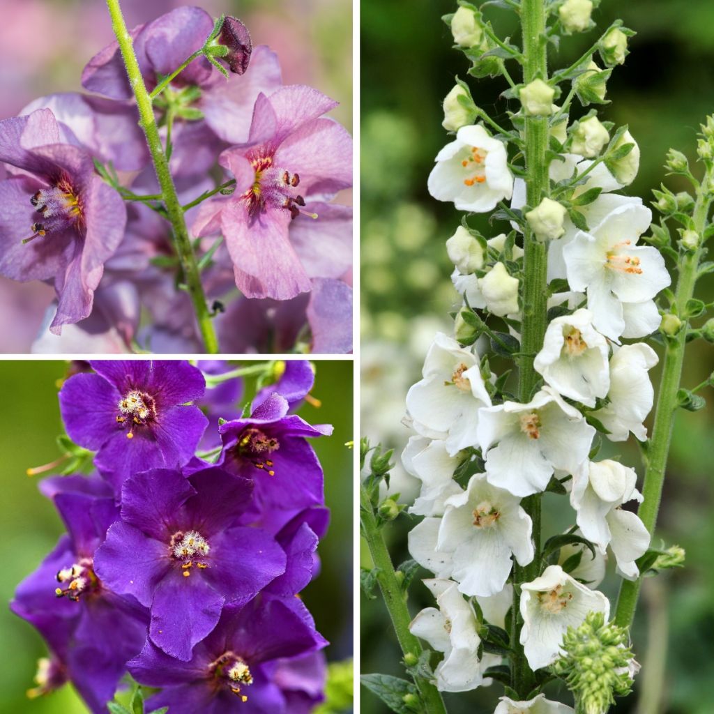 Colección Verbascum híbrido