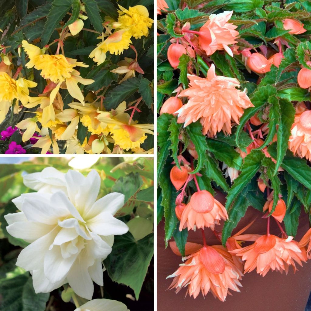 Colección de 3 begonias colgantes Belleconia