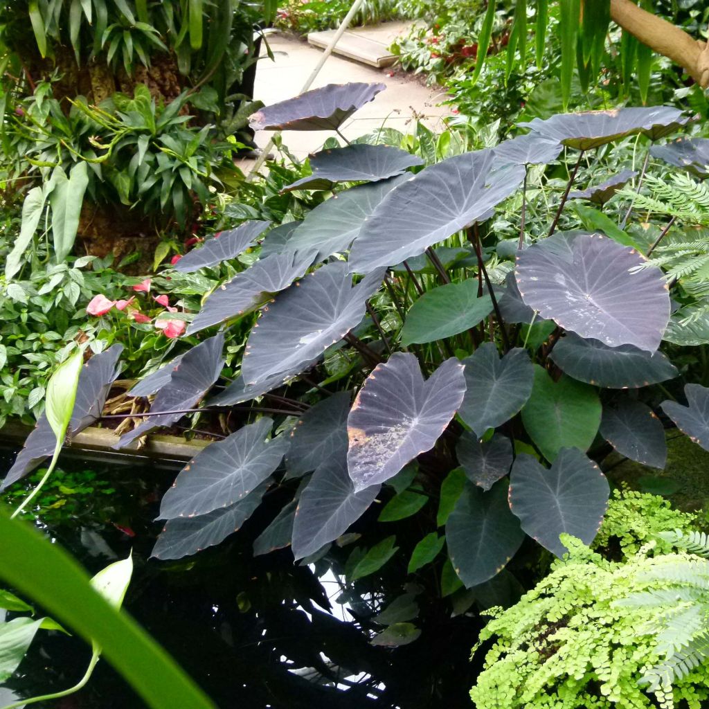 Colocasia Black magic - Oreille d'Eléphant
