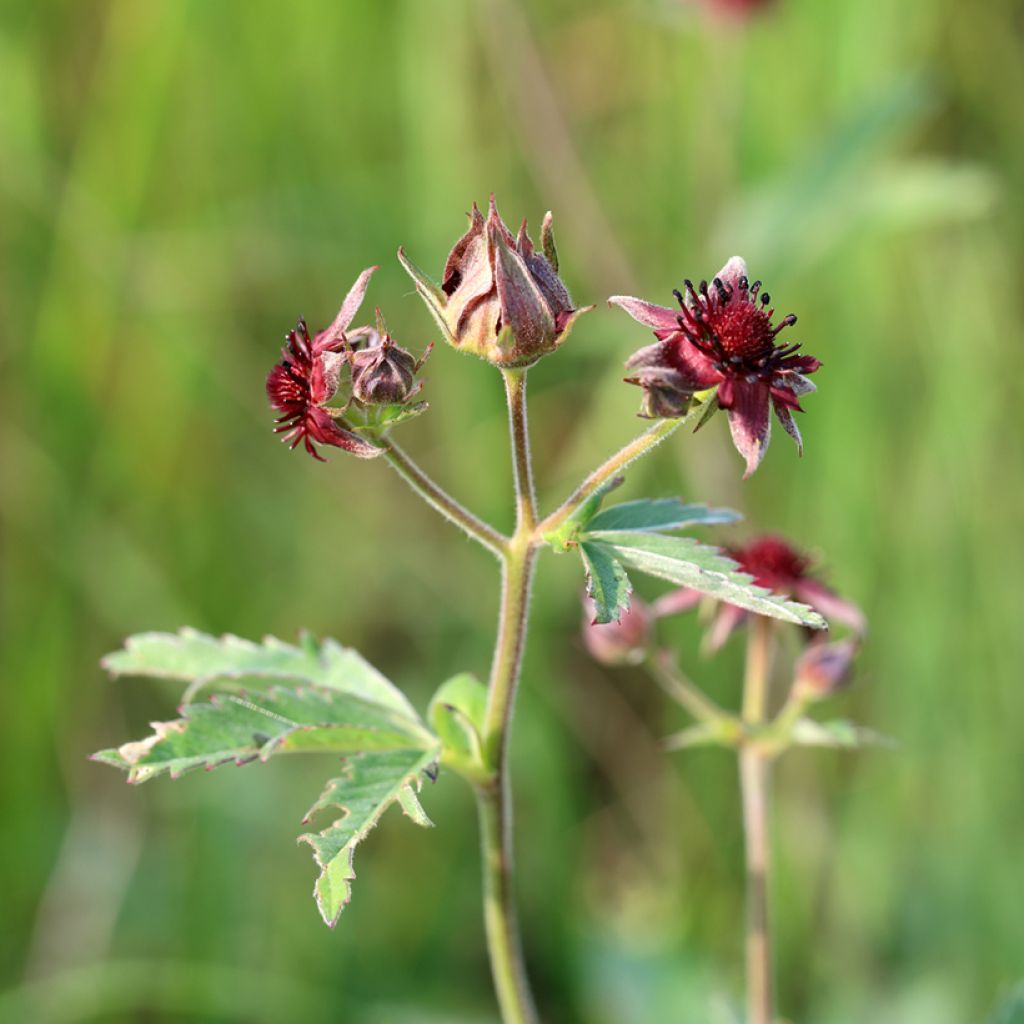 Comarum palustre - Fresa de agua