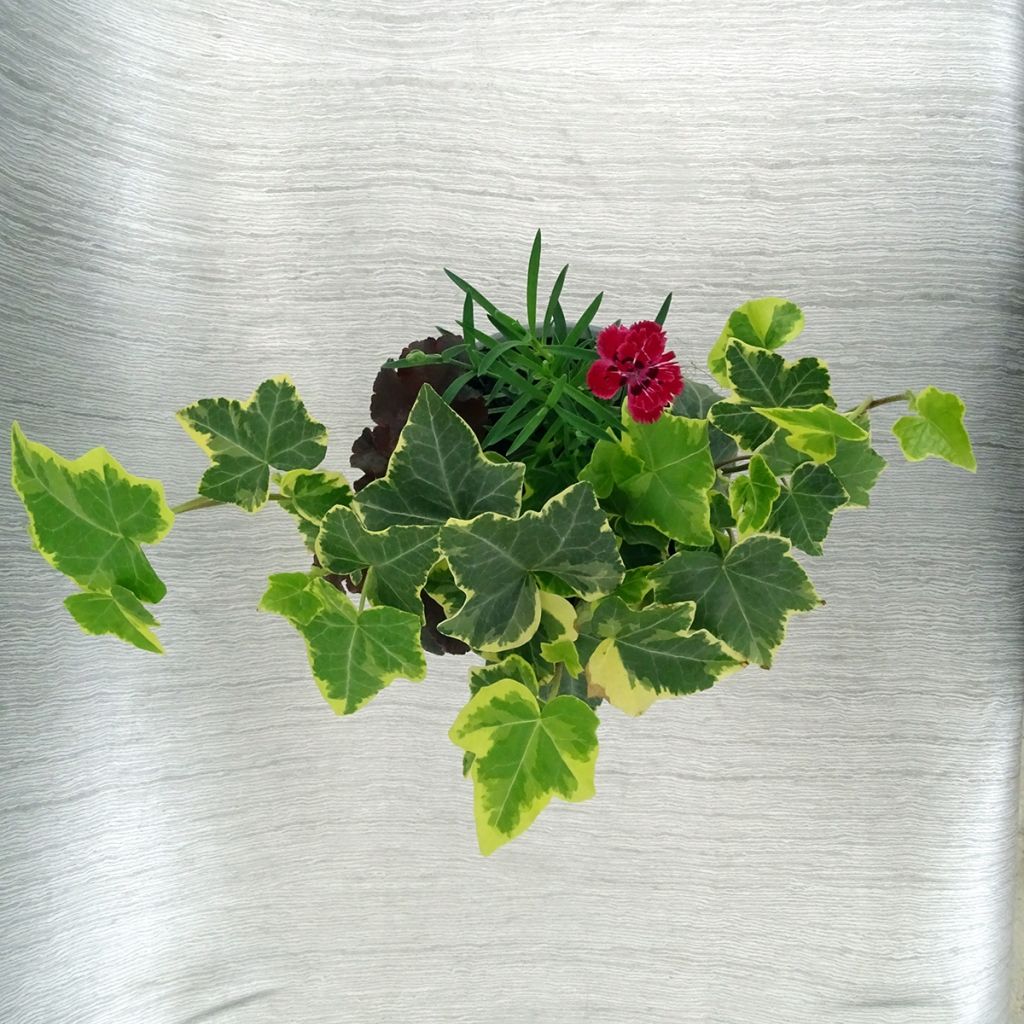 Composición Lucky Charm - composición de 3 plantas