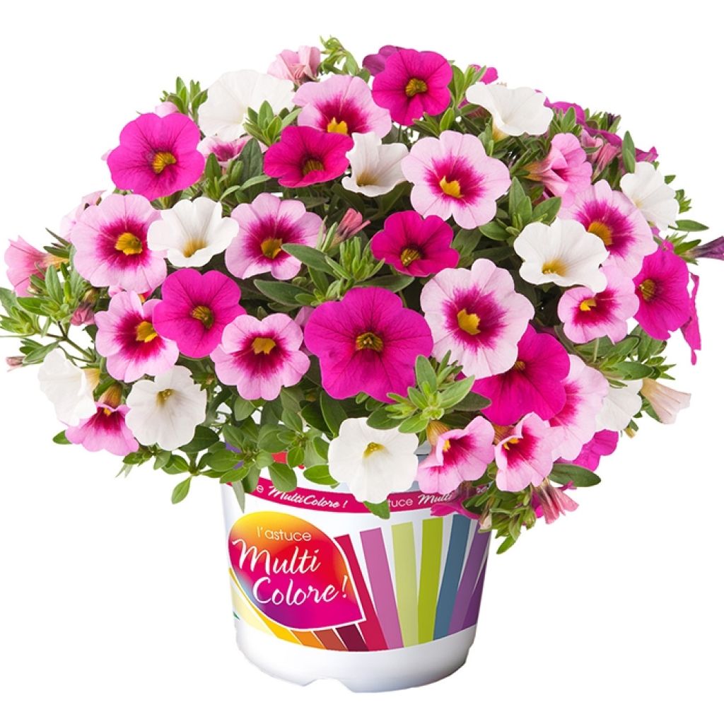 Composición Cabaret Pink Paradise Eyes - Composición de 3 Calibrachoa