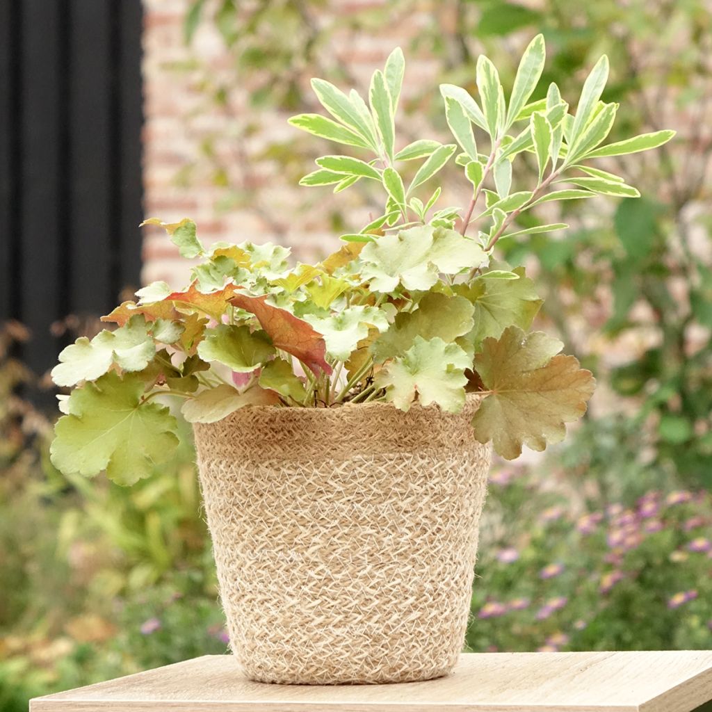 Composición Hidden Treasure - composición de 3 plantas