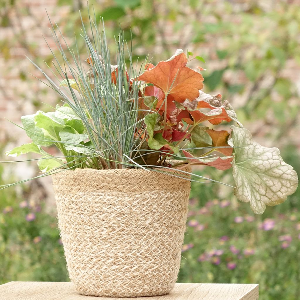 Composición Sunkissed - composición de 4 plantas