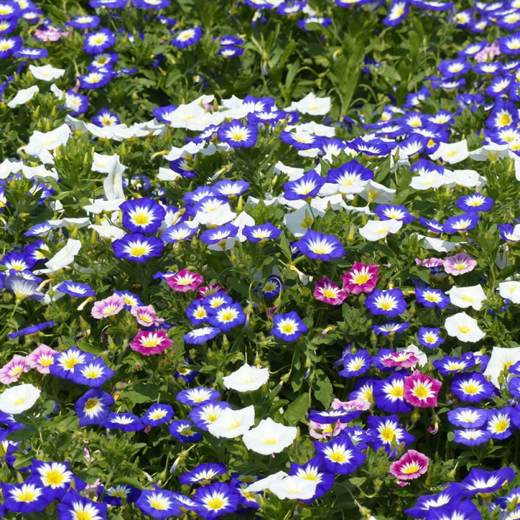 Convolvulus tricolor - Don diego de día