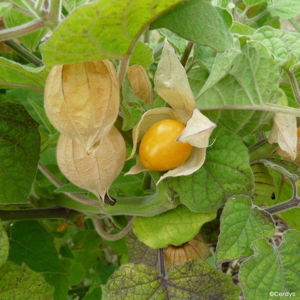 Aguaymanto Fruttosa - Physalis peruviana