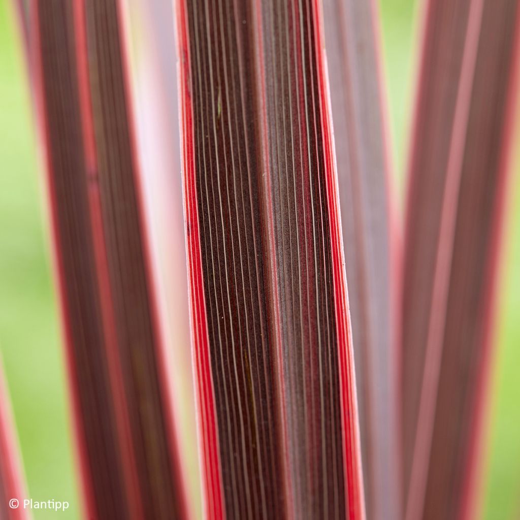 Cordiline Charlie boy- Cordyline australis