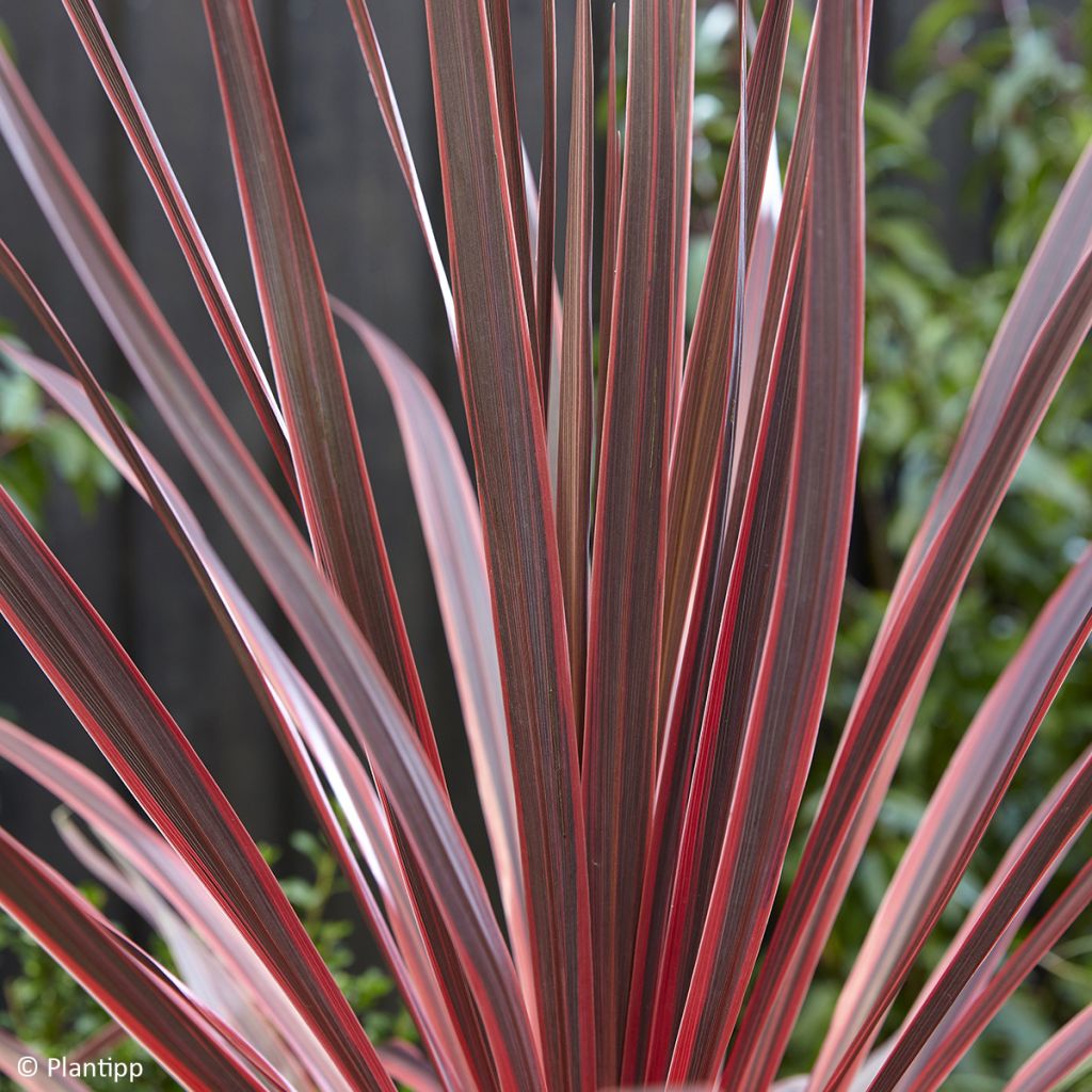 Cordiline Charlie boy- Cordyline australis